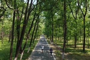 华体会体育登录入口-万亩林海藏“神仙赛道”，民权马拉松绘就城市新画卷